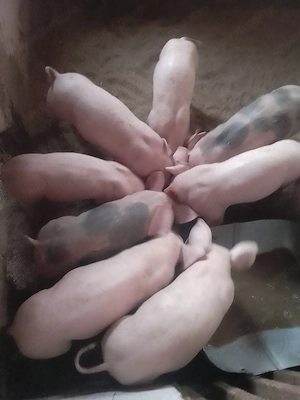Vand purcei de carne crescuți în gospodărie 