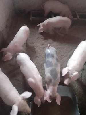 Vand purcei de carne crescuți în gospodărie  - imagine 2