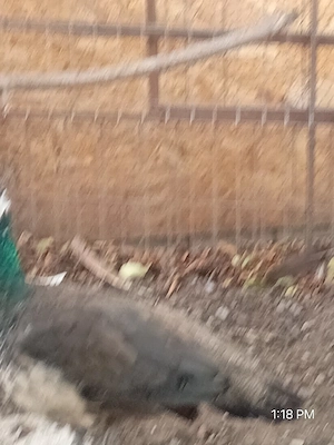 vand pereche de păuni tineri 