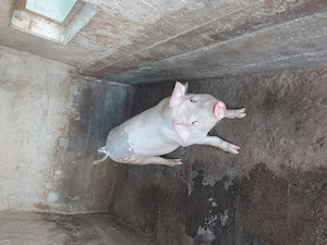 vand porc cu greutatea 80-90 kg,pret 1200 lei - imagine 4