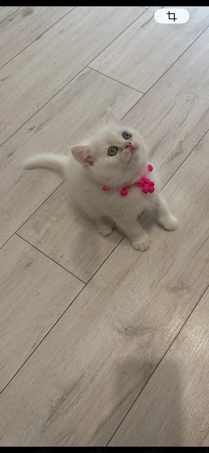 British  Shorthair 