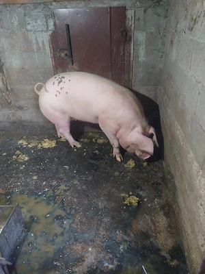 Porci de vanzare - imagine 4