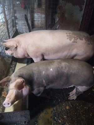Porci de vanzare - imagine 2