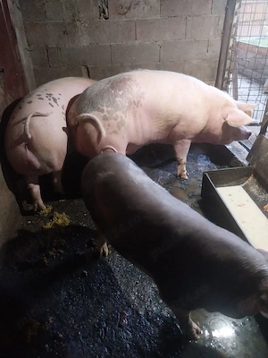 Porci de vanzare - imagine 5