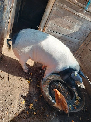 porc de vanzare 