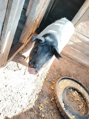 Urgent porc de vanzare  - imagine 3