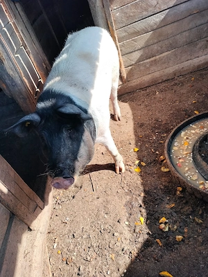 Urgent porc de vanzare  - imagine 2