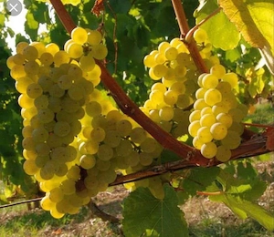 vindem struguri de vin