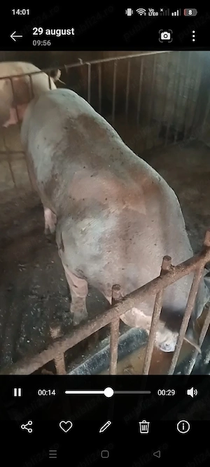 Vier Pietrain Belgian ,250 kg - imagine 3