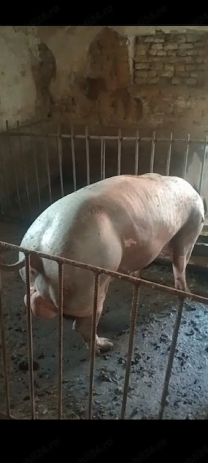 Vier Pietrain Belgian ,250 kg