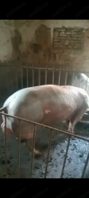 Vier Pietrain Belgian ,250 kg - imagine 4