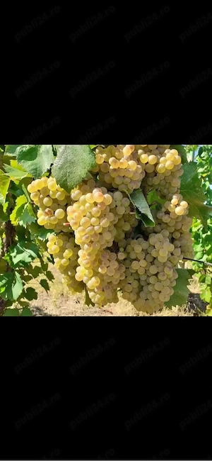struguri de vin