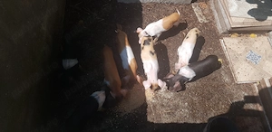 Purcei bazna si duroc 