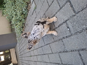 Bulldog francez baietel
