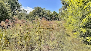 Teren + Casă de Vânzare Bacău, Calea Romanului – 1.850 mp - imagine 5