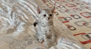 Pisici British Shorthair  - imagine 4