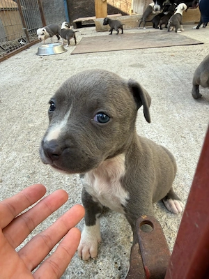 Pui de Amstaff blue fara pedigree