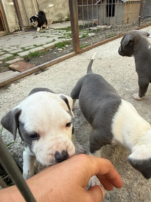 Pui de Amstaff blue fara pedigree - imagine 2