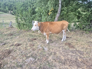 Vaca 5 ani