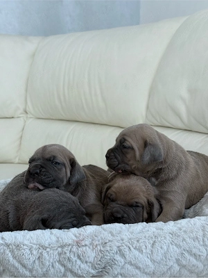Pui Cane Corso cu Pedigree   Rezervări Deschise