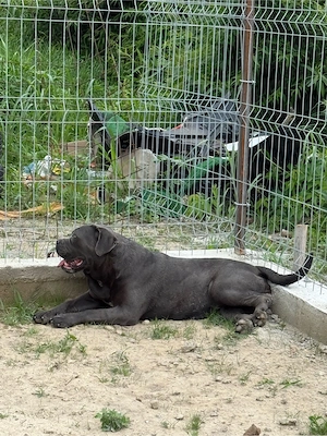 Pui Cane Corso cu Pedigree   Rezervări Deschise - imagine 3