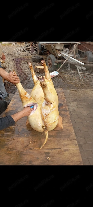 porci de vânzare 