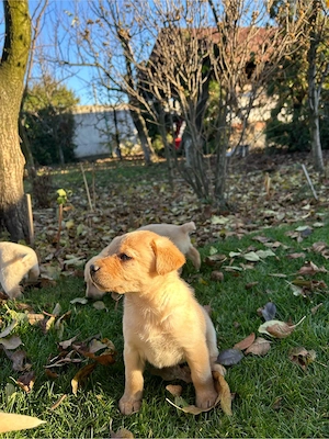 Catei Labrador Retriever  - imagine 3
