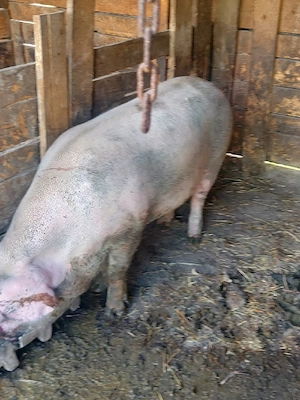 porci de vânzare 