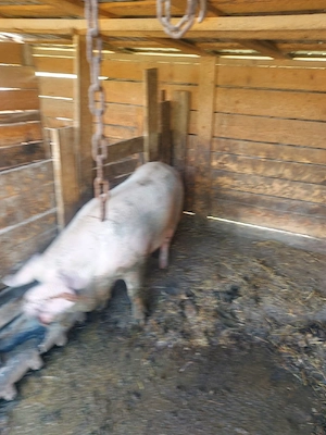 porci de vânzare  - imagine 2