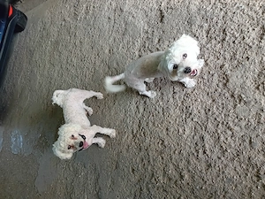 Adoptie responsabila 