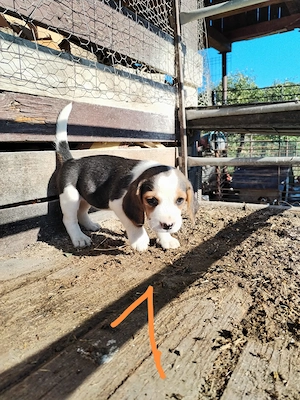Pui de beagle de vînzare 