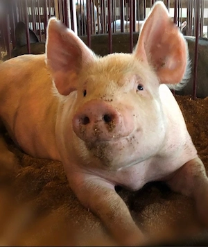Porci rasa de vanzare 