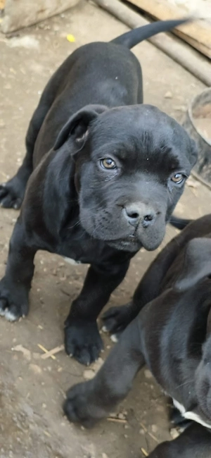 Fetițe și băieți Cane corso  își caută stăpâni iubitori. 