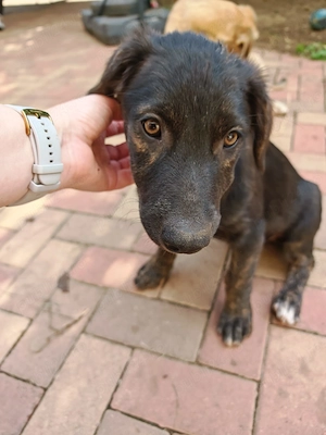 Catelusele Luna, Delice și mămica lor își caută o familie!