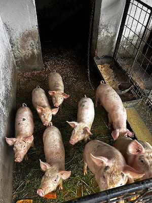 Porci PIC 