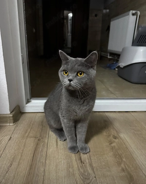 Fetița British shorthair  - imagine 2