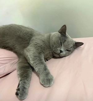Fetița British shorthair 