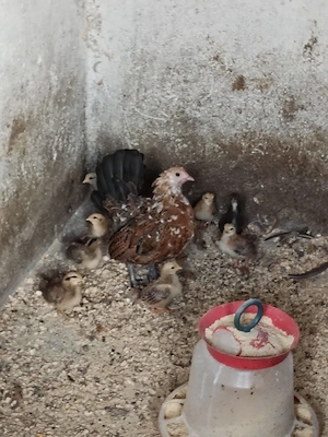 Vând 18 pui de găină pitică 