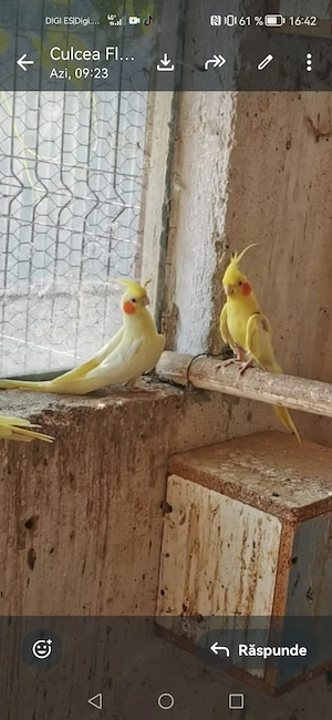 Vând micul alexandru, pui și adulți, rosella, nimfe și agapornis  - imagine 3