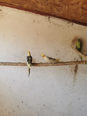 Vând micul alexandru, pui și adulți, rosella, nimfe și agapornis  - imagine 5