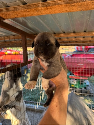 căței kangal pentru rezervări