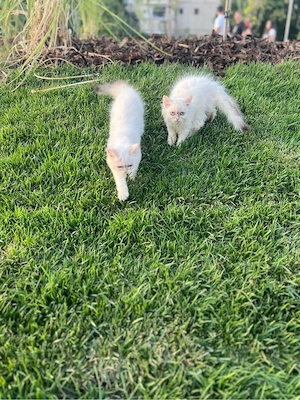 Pisicute british longhair albe - imagine 5