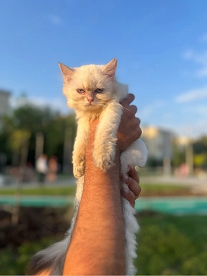 Pisicute british longhair albe