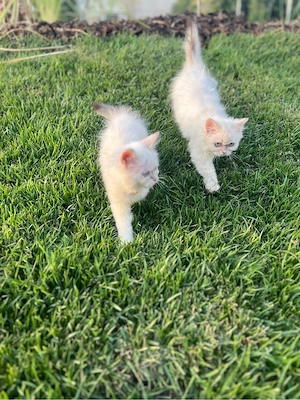 Pisicute british longhair albe - imagine 4