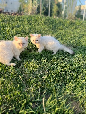 Pisicute british longhair albe - imagine 3