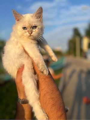 Pisicute british longhair albe - imagine 2