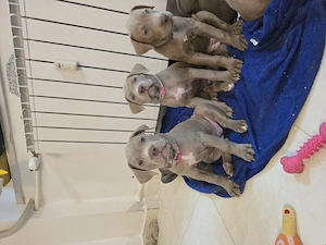 Pui American Bully XL - imagine 4