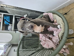 Pui American Bully XL - imagine 2