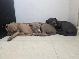 Pui American Bully XL - imagine 5