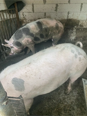 porci de vanzare - imagine 3